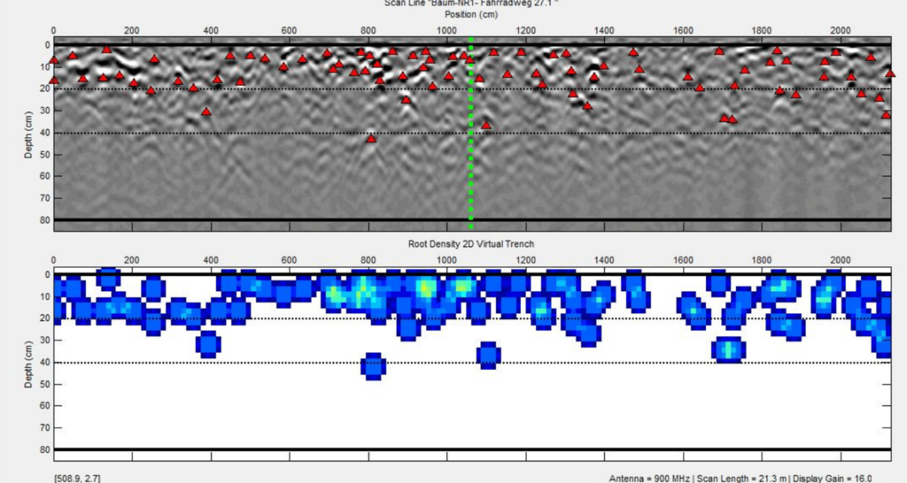 sternberg scan linie baumwurzeln